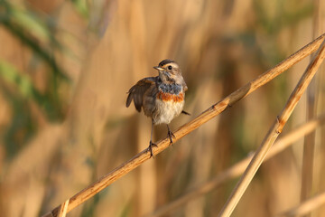 Migrating bluethroat (Luscinia svecica) shot in the morning light in different poses sitting on branches and on the ground - 663222555
