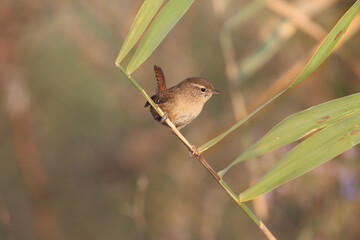 Early migrants of Eurasian wren (Troglodytes troglodytes) shot close-up against a blurred background in soft morning light - 663222558