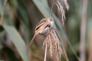Close-up detailed photo of male, female and joint bearded reedling (Panurus biarmicus) taken in natural habitat in soft morning light - 663222563