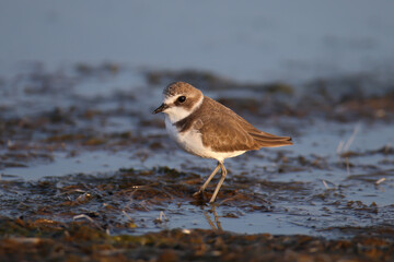 A young common ringed plover or ringed plover (Charadrius hiaticula) shot close-up stands on wet soil on the shore of an estuary in soft morning light - 663222594