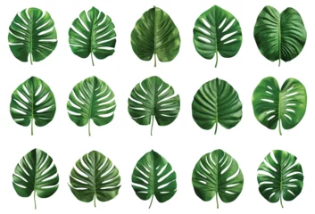Foto op Plexiglas Green jungle leaf vector set isolated on white © Diana