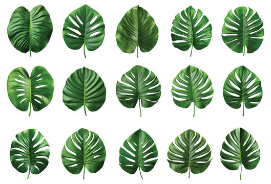 Green jungle leaf vector set isolated on white