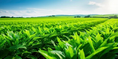 Foto op Aluminium Field of vibrant green biofuel crops. © MKhalid