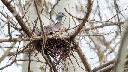 bird in the nest