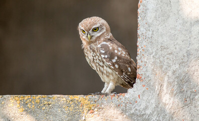 great horned owl
