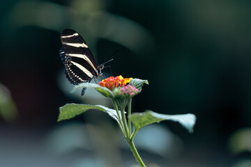 Papillon Heliconius