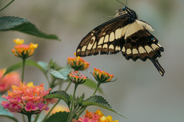 Papillon (Grand porte-queue ou Papilio cresphontes) avec des fleurs (lantana)