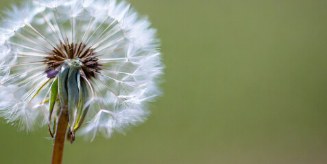 condolence grieving card loss funerals support beautiful elegant dandelion on a neutral back