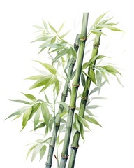 Fototapeta na wymiar Watercolor bamboo clipart isolated on white background.