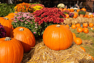 Autumn decor with pumpkins. Сolorful chrysanthemums in autumn. Halloween pumpkins and holiday decoration in autumn season rural field, pumpkin harvest and seasonal agriculture, outdoors in nature scen