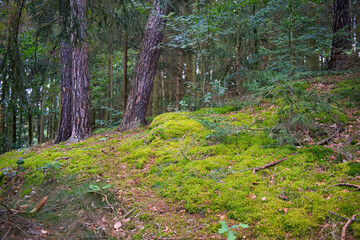 Wandern, Weg zwischen Bad Lobenstein und Harra, Thüringen, Deutschland