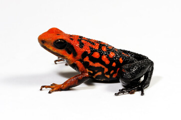 Silverstone's poison frog // Roter Prachtgiftfrosch (Ameerega silverstonei / Epipedobates silverstonei) 