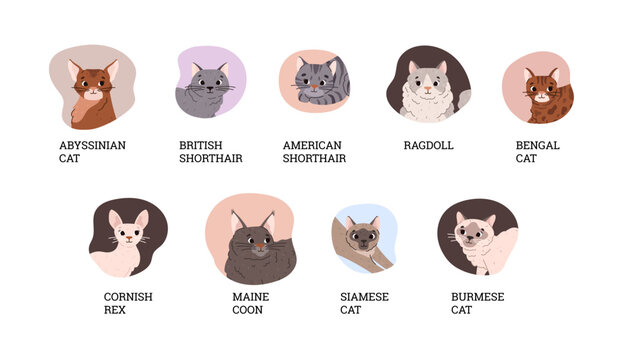 Set of various cat breeds flat style, vector illustration. Cute smiling pets in different poses