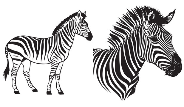 Zebra head, black and white vector, silhouette shapes illustration