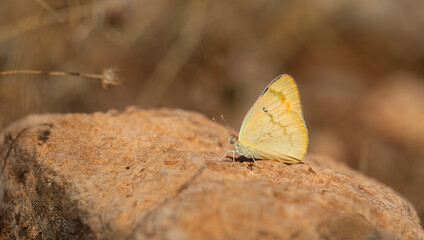 large salmon colored butterfly, Large Salmon Arab, Colotis fausta