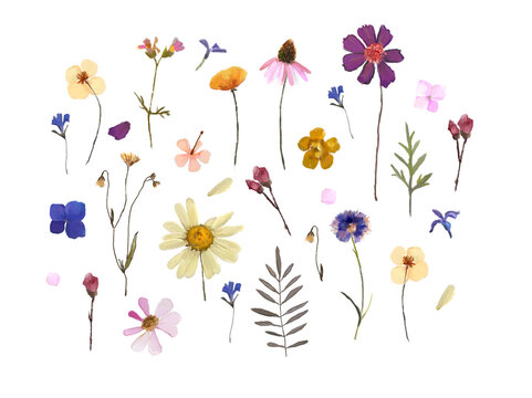 Dry Pressed Wild Flowers Stock Photo - Download Image Now - Flower