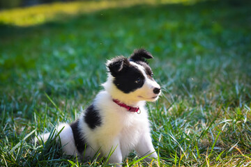 Naklejka na ściany i meble Border Collie puppy- Cachorro- Baby