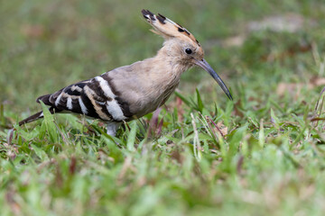 2023 Oct 17,Hong Kong.Eurasian Hoopoe or Upupa epops, beautiful brown bird walking on the Grass.