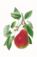 Fruits. Pear illustration. Colorful digital art with a vintage vibe: Watercolor-style pears against a textured white background.