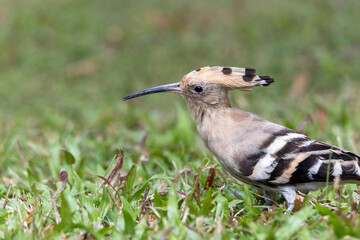 2023 Oct 17,Hong Kong.Eurasian Hoopoe or Upupa epops, beautiful brown bird walking on the Grass.