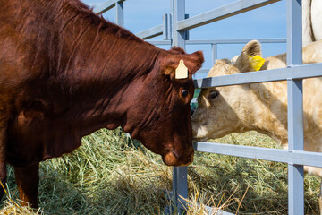 farm animals cow and calf looking at each other through the bars of the pen