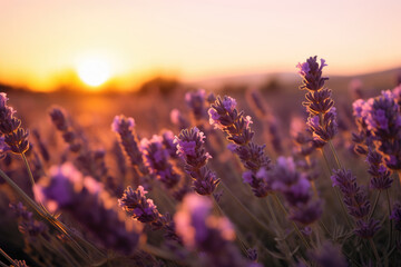 Lavender Dreams: Embracing Golden Hour Beauty