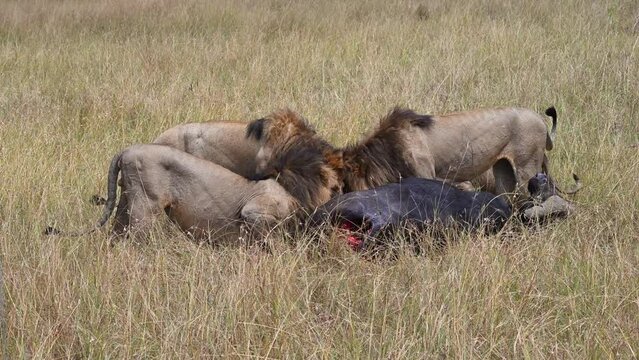 Lion pride feeding on a Cape buffalo