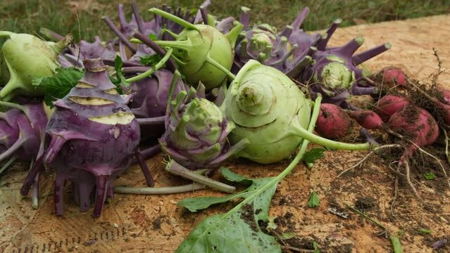 Close up of small pile of freshly harvest and trimmed overgrown kohlrabi plants, fruits will be peeled and grinded to make pancakes as sweet desert or dinner.