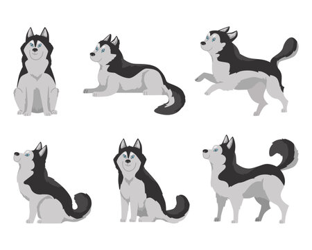 Set of flat cartoon vector illustrations husky dogs with blue eyes, Happy domestic husky puppy sitting, lying, jumping