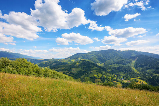 grassy meadows on the hills of ukrainian highlands. mountainous countryside landscape in summer. sustainable life in carpathian rural area. fluffy clouds on the blue sky