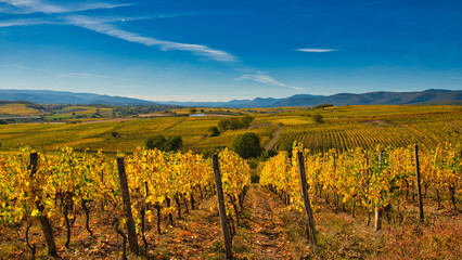 Fototapeta premium Herbst in den Weinbergen im Nordelsass