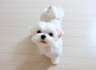 Portrait happy Maltese, standing on the floor and looking at the camera.