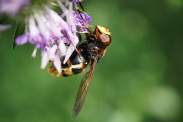 Fotografia macro di ape che si posa su fiore viola per succhiare il nettare con sfondo verde intenso