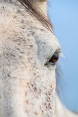 Eye of a dapple grey horse close up with selective focus. Riding horse with big dark eye and white greyish fur. Portrait on a pasture in Sauerland Germany with selective focus and blue sky.