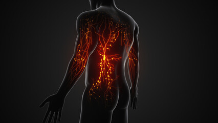The human lymphatic system's anatomy - obrazy, fototapety, plakaty