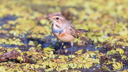robin on the ground