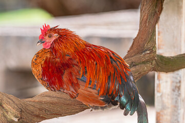young male rooster, sitting on the branch of a tree