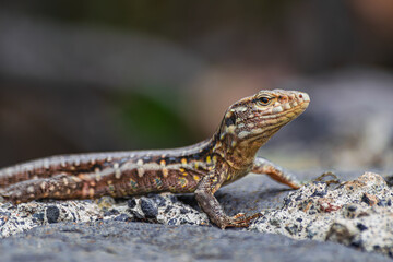 Female Tenerife lizard, (Gallotia galloti eisentrauti), on a rock, close view, Tenerife, Canary islands