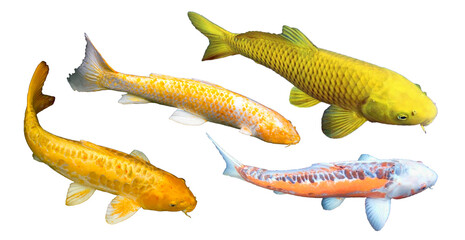 Golden yellow fancy carp, Yamabuki Ogon Koi or gold ogon Koi, Kigoi, Doitsu Karashigoi, Ki shusui. Golden koi fish means wealth. White background, PNG, transparent, isolated, photo. - obrazy, fototapety, plakaty