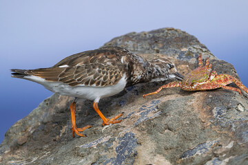 ruddy turnstone, (Arenaria interpres) in non breeding plumage, eating a dead crab  , Tenerife, Canary islands