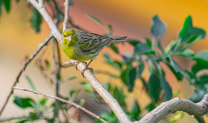 Atlantic canary, (Serinus canaria), on a branch, in Tenerife, Canary islands
