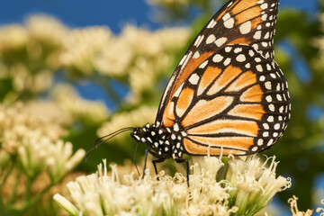 Details of an orange butterfly perched on white flowers