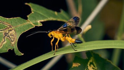 Details of a yellow wasp with blue wings perched on a grass. Joppa