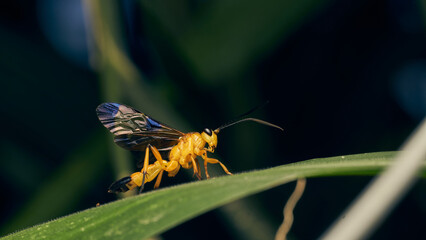 Details of a yellow wasp with blue wings perched on a grass. Joppa