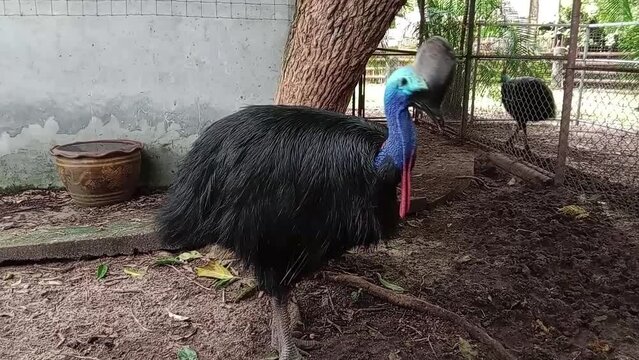 A cassowary is standing and cleaning its feathers.