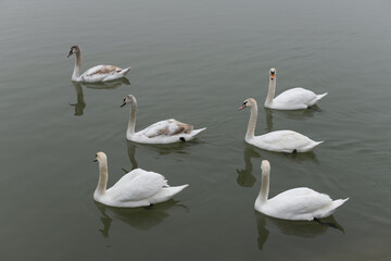 White swans on a river in the fog, gray cloudy day