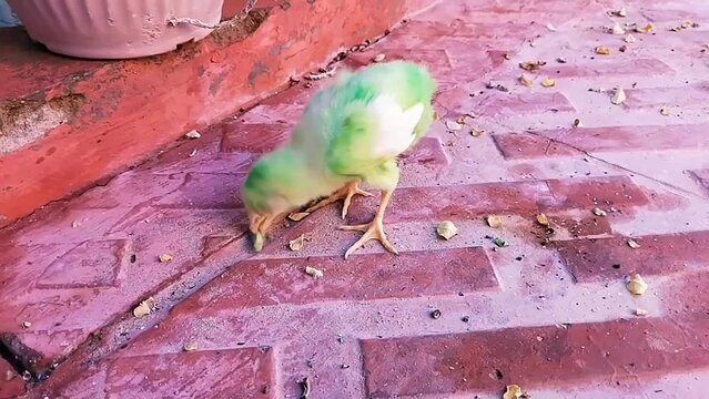 Small chick baby chicken little henchick cute poultrychick eating chickhen henchicken chooja poussin pollito pintinho video footage 