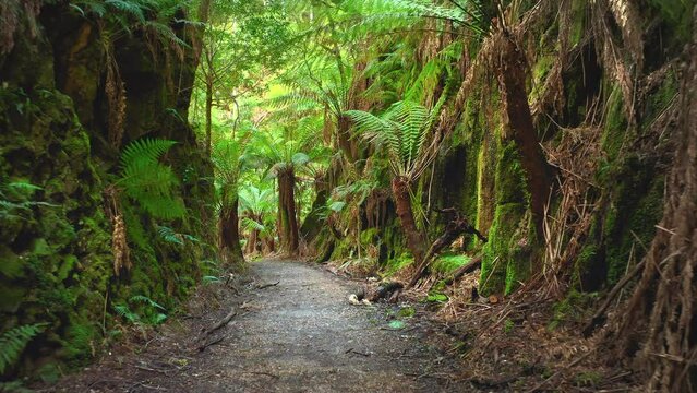 Jungle forest trail path Tasmania Australia. Adventure journey through jungle