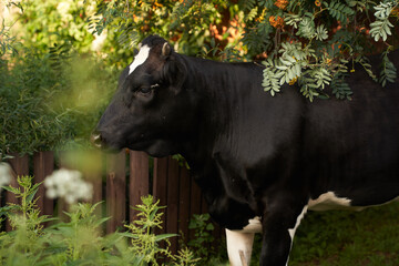 A black and white cow grazes on a green field with trees on a bright sunny day. Summer rural...