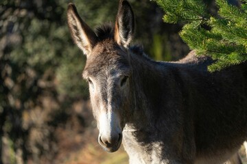 Photograph of the face of a brown donkey sunbathing at sunset in the orchards of Bejar. Salamanca